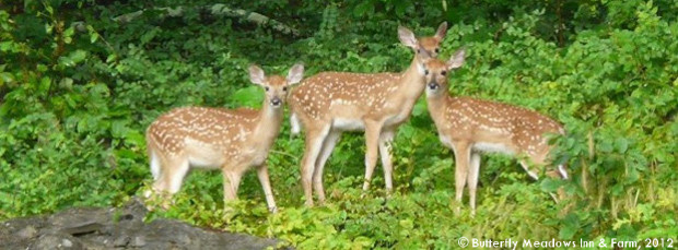 Environmental Stewardship Environmental Stewardship