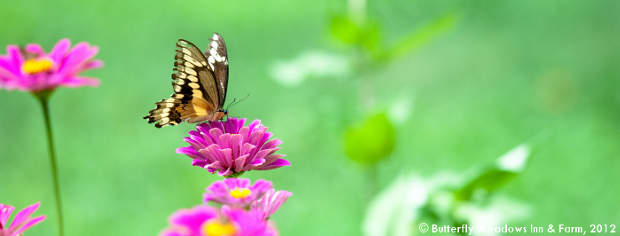 Photography