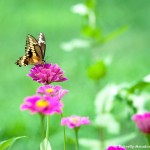 001 Butterflies Photo Album-BMIF