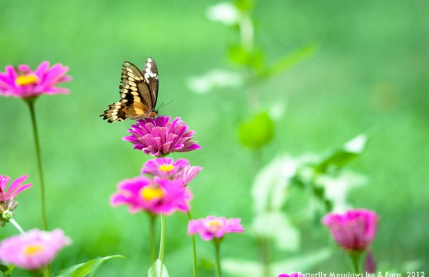 001 Butterflies Photo Album-BMIF