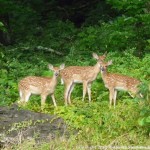 001 Wildlife Photo Album-BMIF