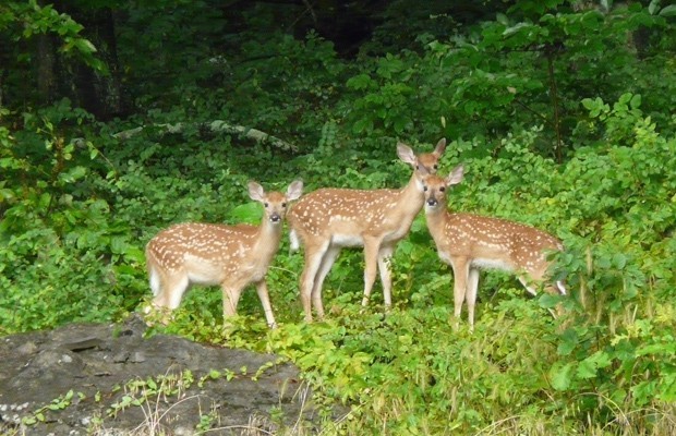 001 Wildlife Photo Album-BMIF