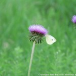 002 Butterflies Photo Album-BMIF