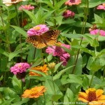 003 Butterflies Photo Album-BMIF