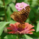 004 Butterflies Photo Album-BMIF