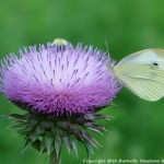 005 Butterflies Photo Album-BMIF