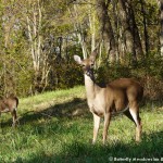 005 Wildlife Photo Album-BMIF