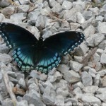 006 Butterflies Photo Album-BMIF
