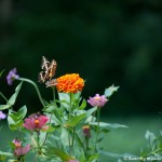 007 Butterflies Photo Album-BMIF