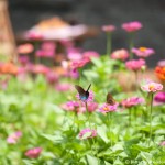 008 Butterflies Photo Album-BMIF