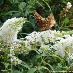 009 Butterflies Photo Album-BMIF