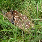 009 Wildlife Photo Album-BMIF