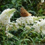 010 Butterflies Photo Album-BMIF