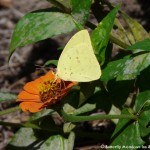 011 Butterflies Photo Album-BMIF