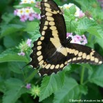 012 Butterflies Photo Album-BMIF