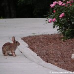 012 Wildlife Photo Album-BMIF