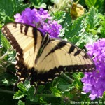 013 Butterflies Photo Album-BMIF