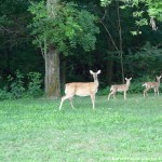 013 Wildlife Photo Album-BMIF