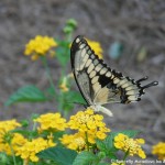 014 Butterflies Photo Album-BMIF