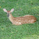 014 Wildlife Photo Album-BMIF