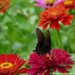 015 Butterflies Photo Album-BMIF