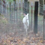 015 Wildlife Photo Album-BMIF