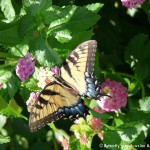 016 Butterflies Photo Album-BMIF