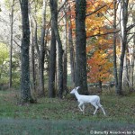 016 Wildlife Photo Album-BMIF