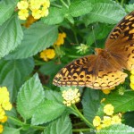 017 Butterflies Photo Album-BMIF