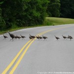 017 Wildlife Photo Album-BMIF