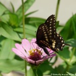 018 Butterflies Photo Album-BMIF