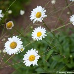 018 Wildlife Photo Album-BMIF