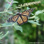 019 Butterflies Photo Album-BMIF