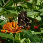 020 Butterflies Photo Album-BMIF