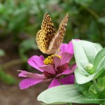 021 Butterflies Photo Album-BMIF