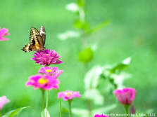 Butterflies Photo Gallery