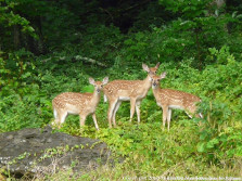 Wildlife Photos